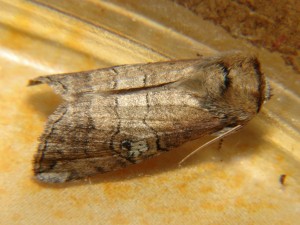 Tethea ocularis (1).JPG