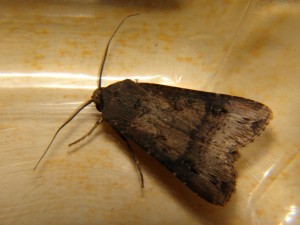 DSC04979.JPG