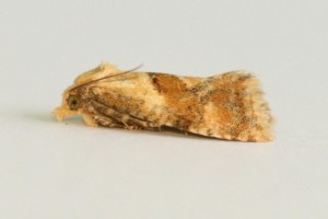 Copie de IMG_9210.jpg