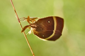 Le Bombyx du Chêne-Lasfocampa quercus-Lasiocampidae (1).JPG