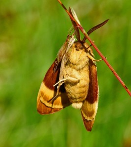 Le Bombyx du Chêne-Lasfocampa quercus-Lasiocampidae (2).JPG