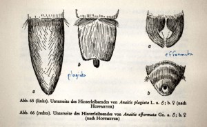 genit_aplocera_5.jpg