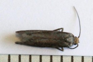 Copie de IMG_9157.jpg
