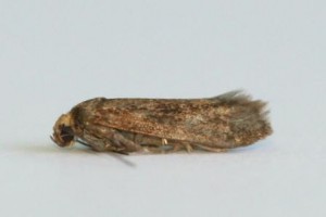 Copie de IMG_9170.jpg