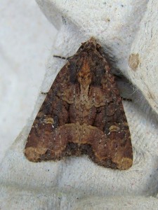 Mesapamea sp (Carvin).JPG