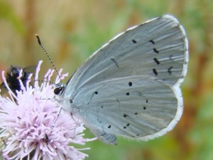 Celastrina argiolus (Phal).JPG