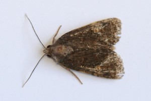 Copie de IMG_9190.jpg