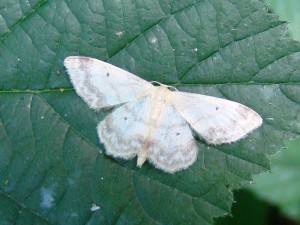 Idaea biselata (Phal).JPG