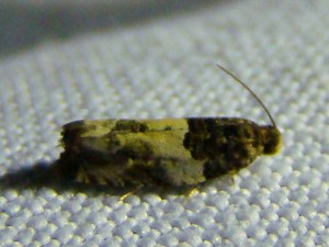 Gypsonoma (Phal).JPG