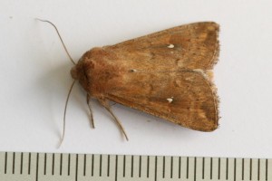 Copie de IMG_9194.jpg