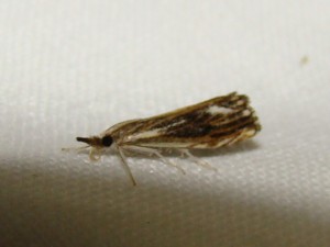 Catoptria falsella (Phal).JPG