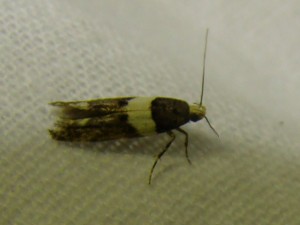 Recurvaria leucatella (Phal).JPG