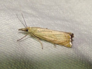 Crambidae (Loos en Gohelle).JPG