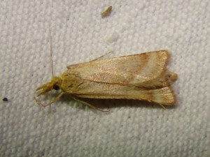 Synaphe punctalis (Loos en Gohelle).JPG