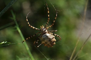 Argiope lobata- femelle (7).C..jpg