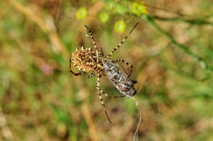 Argiope lobata- femelle (2)C..jpg