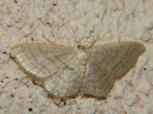 Acidalie blanchâtre Idaea subsericeata  (2).JPG