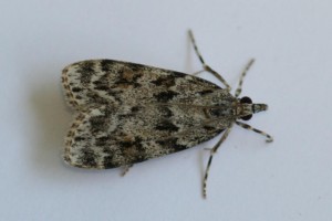Copie de IMG_6420.jpg