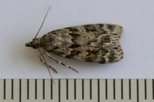 Copie de IMG_6409.jpg