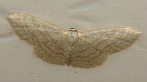 DSC05118.JPG
