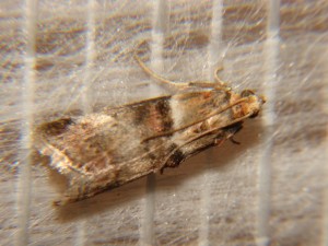 DSC05070.JPG