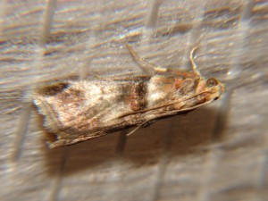 DSC05069.JPG