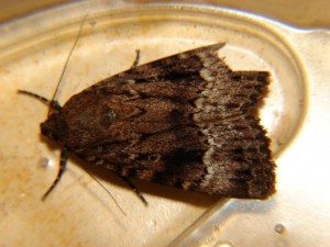 DSC05114.JPG