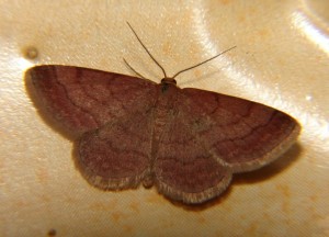 DSC05116.JPG