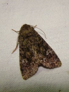 Mamestra brassicae (Loos en Gohelle).JPG