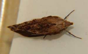 DSC05142.JPG