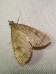 Udea prunalis (Loos en Gohelle).JPG