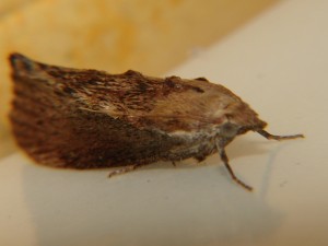 DSC05141.JPG