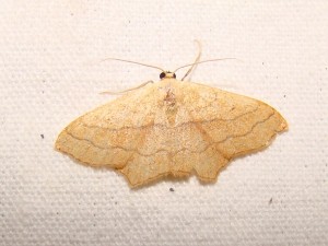 Scopula imitaria (Loos en Gohelle).JPG