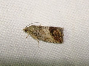 Cydia splendana (Loos en Gohelle).JPG