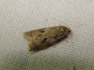 Cnephasia conspersana (Loos en Gohelle).JPG
