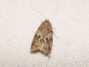 DSC03602.JPG