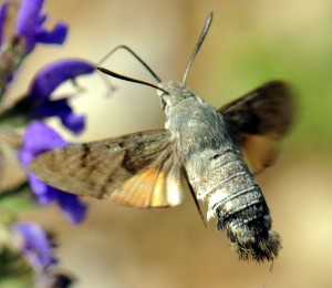 Le Moro Sphinx - Macroglossum stellatarum    (18).C..jpg