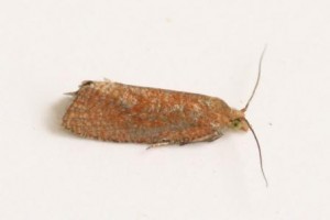 Copie de IMG_9487.jpg