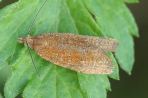 Copie de IMG_9345.jpg