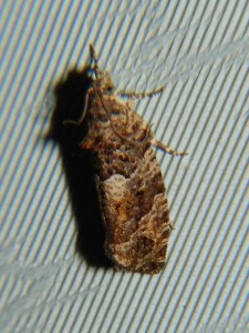 DSC05176.JPG
