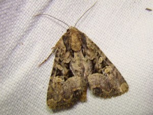 Lacanobia (Loos en gohelle).JPG
