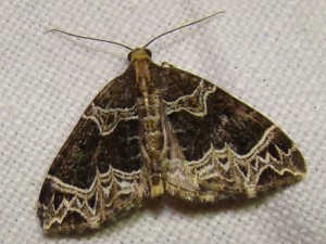 Ecliptopera silaceata (Loos en Gohelle).JPG