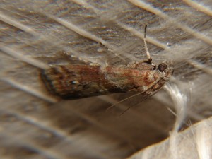 DSC05204.JPG