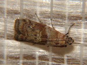 DSC05201.JPG