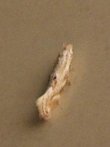 275 Bucculatricidae Bucculatrix bechsteinella Bechstein & Scharfenberg 1805  à c. bis 2008.07.27.JPG