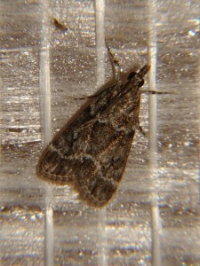 DSC05227.JPG