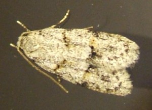 01299 02976 autochidae  Symmoca signatella 2008.07.27 (1bis).JPG