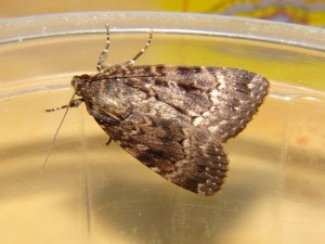 DSC05254.JPG
