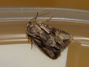 DSC05256.JPG