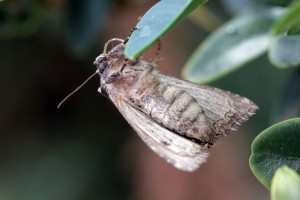 D. scabriuscala-ppc2698.jpg